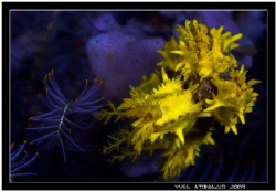 Small sea cucumber fiding   Canon 350D/Sigma 70mm by Yves Antoniazzo 